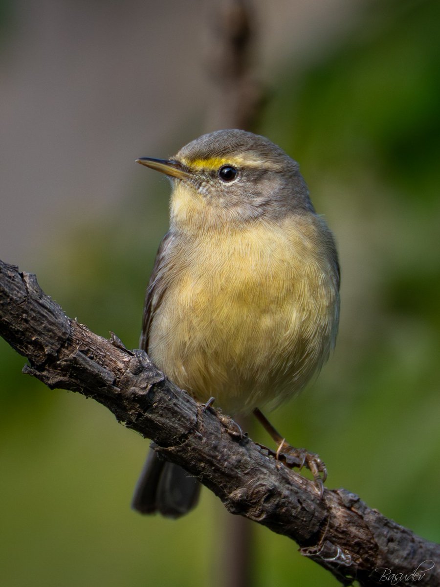 Basudev Chakraborty tweet media