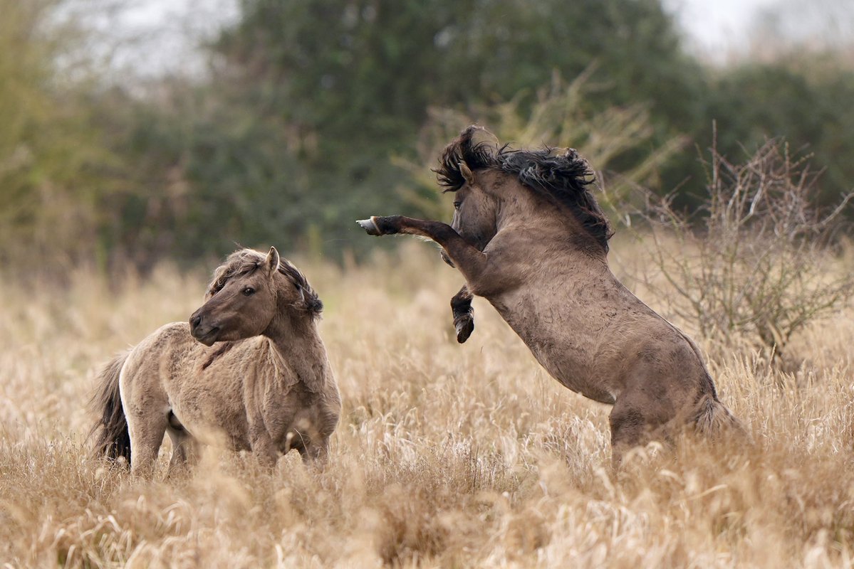 Joe Giddens tweet media