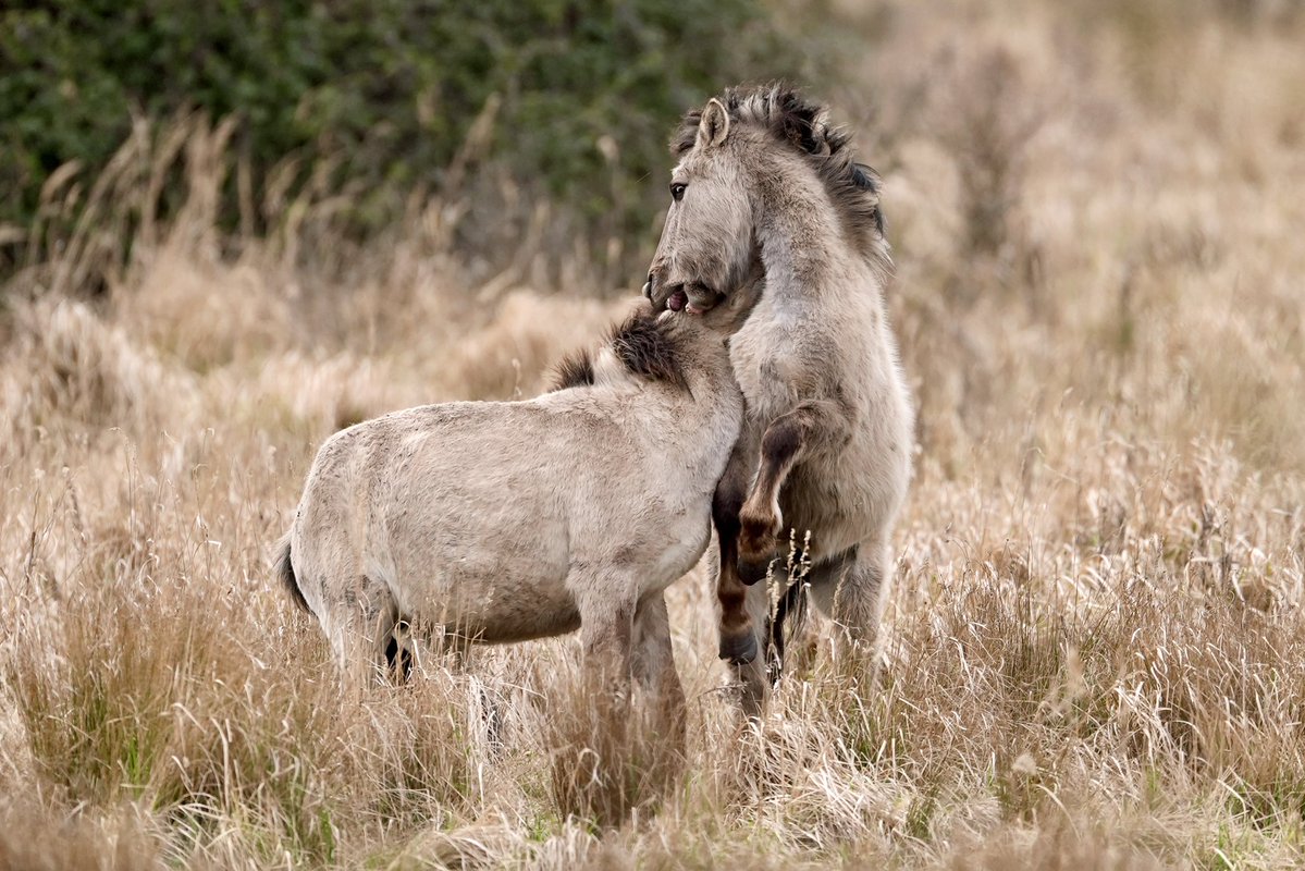 Joe Giddens tweet media