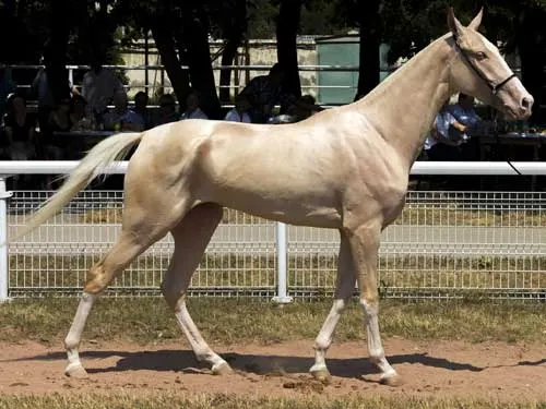 Claudia Twimples tweet media