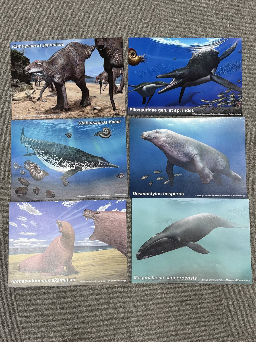 dino_mamire's tweet photo. 北海道大学総合博物館での夏の企画展のチラシができました！4月1日から、当博物館の入口で配布します。裏面には6種類の古代生物の復元画が描かれており、ご自宅でポスターとして飾ることもできます😃お一人様1枚お持ち帰りいただけますが、どの絵柄が出るかは、めくってからのお楽しみです😁 https://t.co/Z5WOELJmLh
