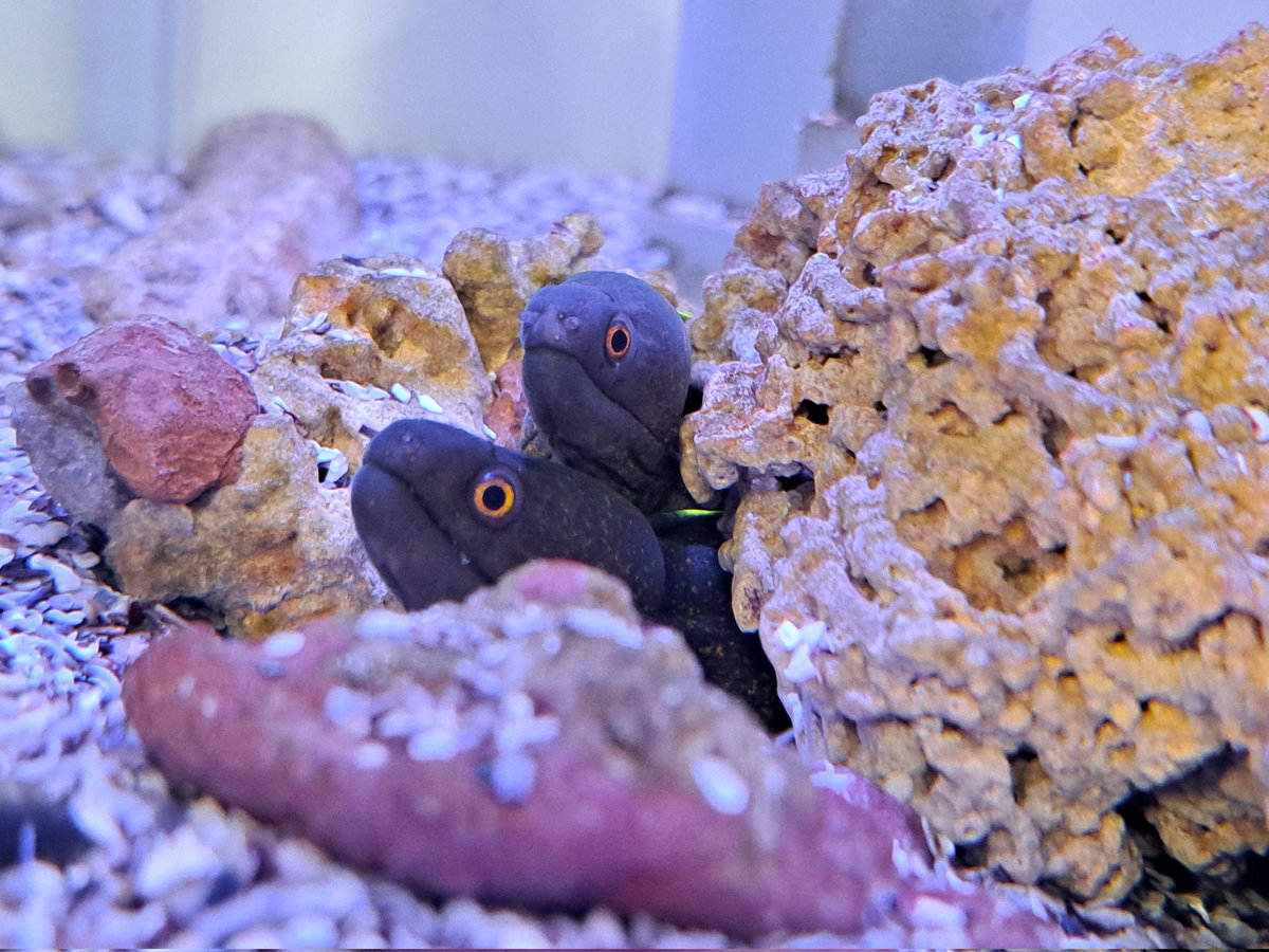 マリン@リミックスインター店 tweet media