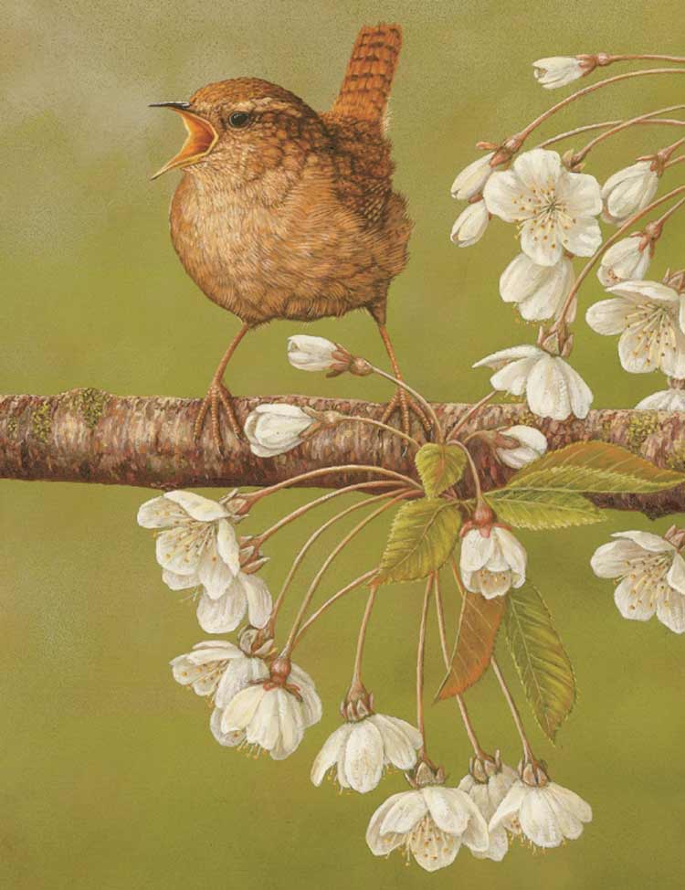 Wren on cherry blossom 🖌️Today's painting celebrates the #springequinox 🌸🌸robertefuller.com/products/wren-…