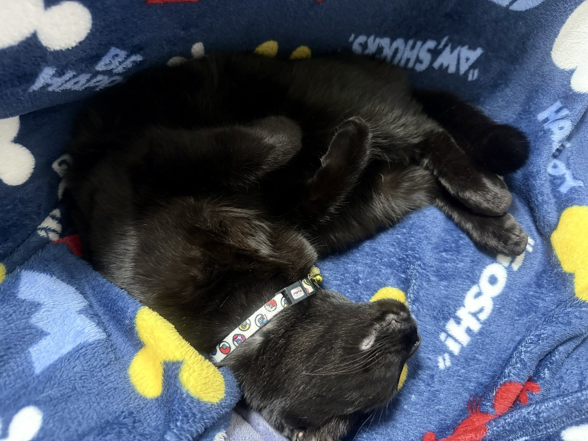 ねまきねこ@ふわこは tweet media