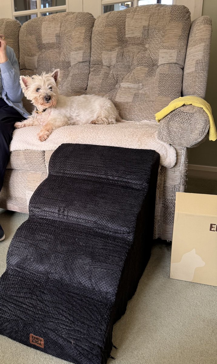 Sir Clapton Terrier tweet media