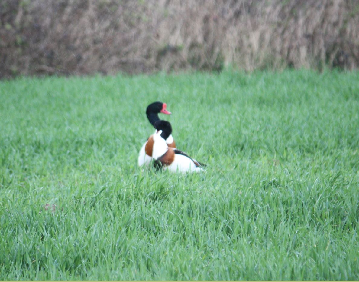 hub_observateur tweet media