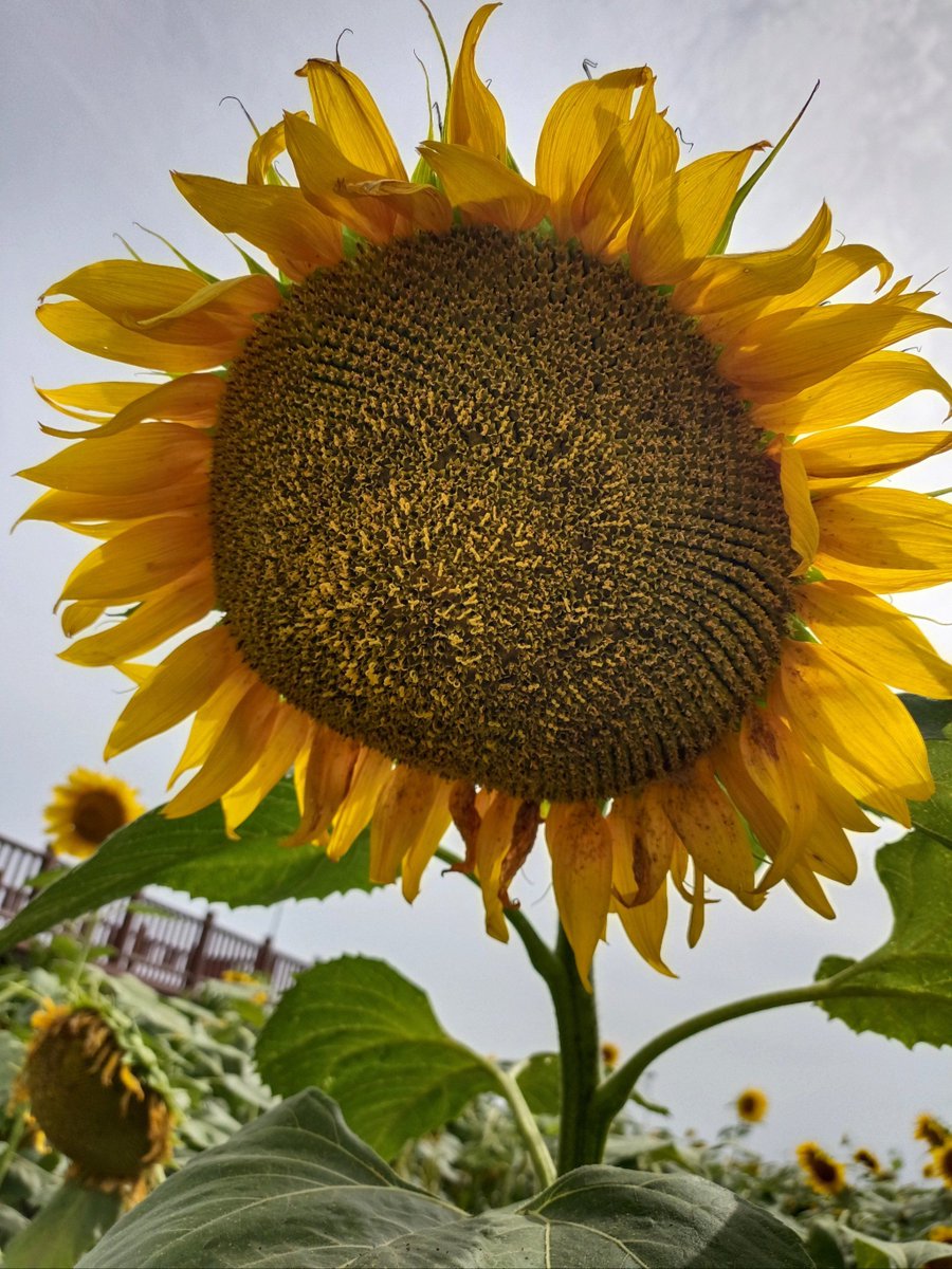 pRince keN tweet media