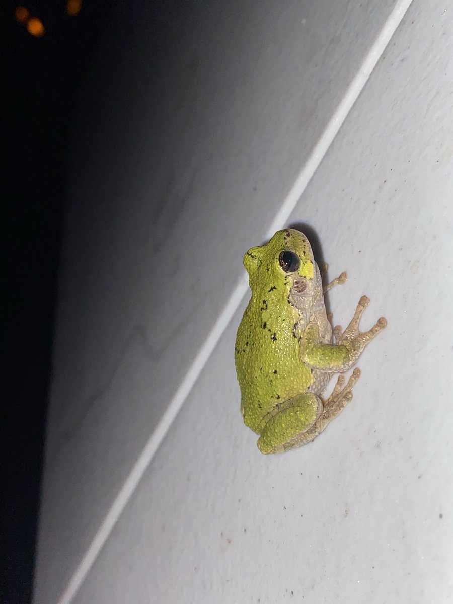 bleeding heart the cat 🖤💜🖤💜 tweet media