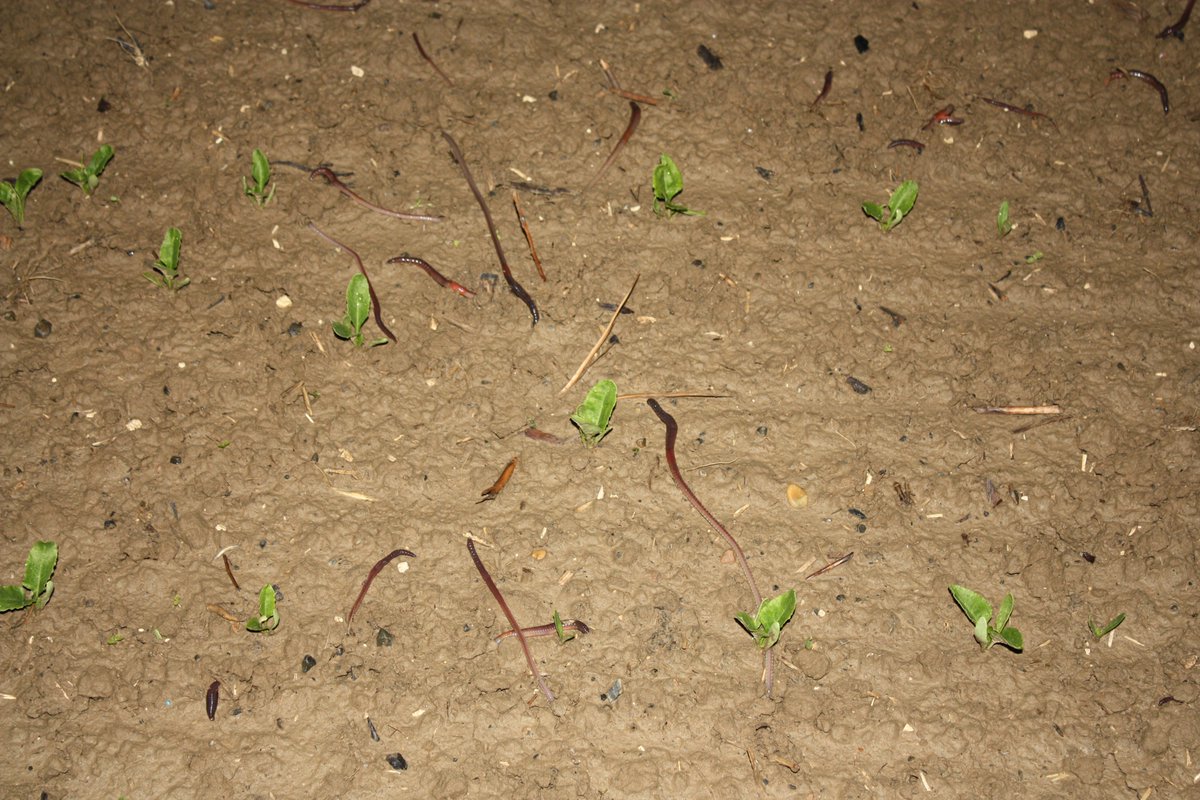 hub_observateur tweet media