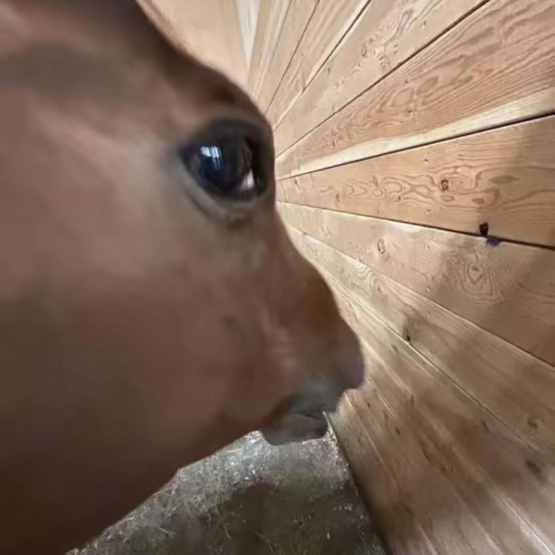 Ruby - 𝖆𝖕𝖗𝖎𝖑 𝖉𝖊𝖇𝖚𝖙 💗⚠️ VHorrorS tweet media