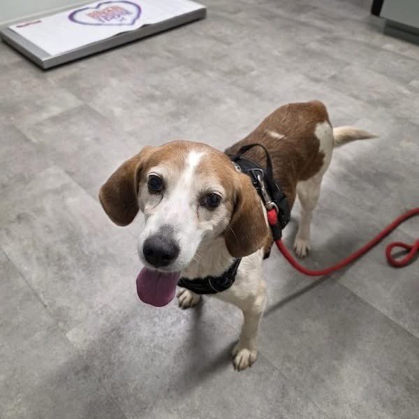 TriBeagles tweet media