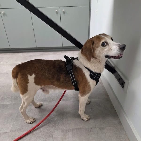 TriBeagles tweet media