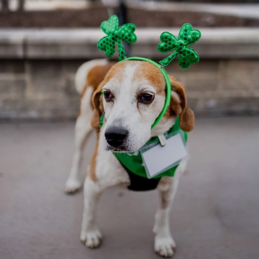 TriBeagles tweet media