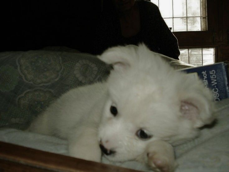 flower puppy tweet media