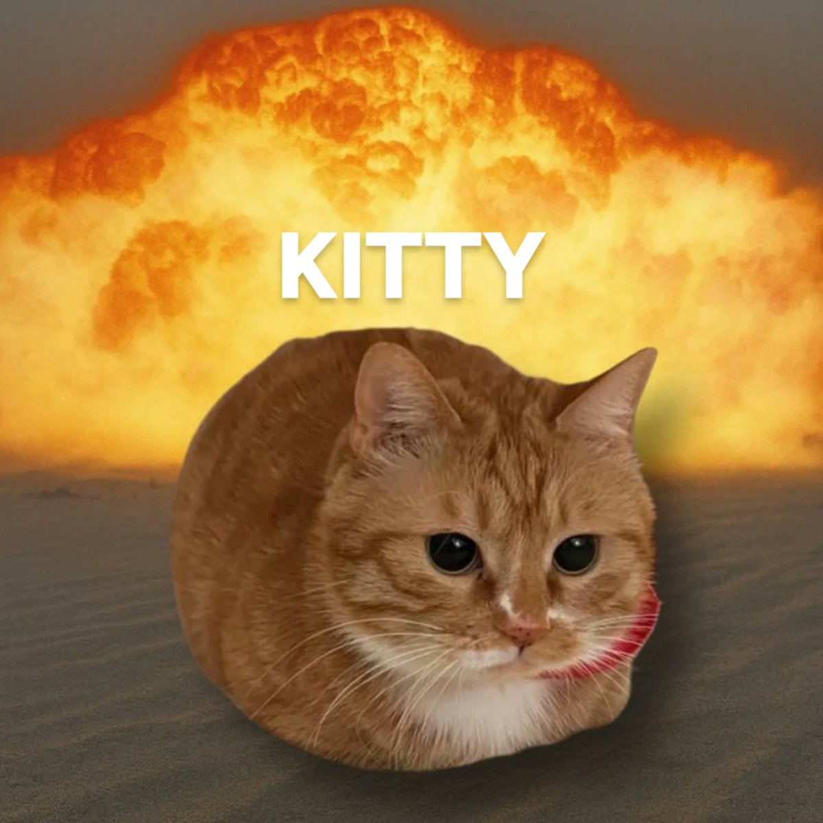 No Cats No Life tweet media