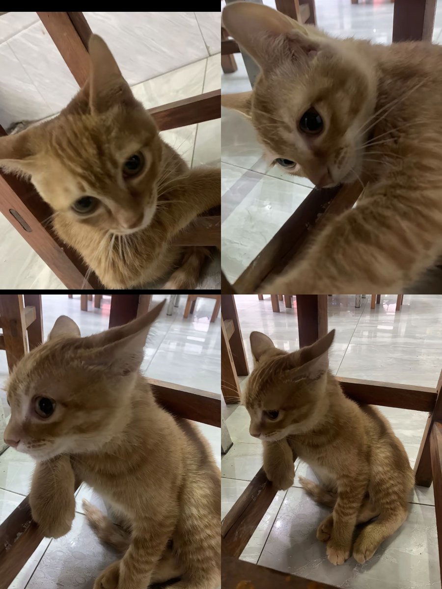 Cat is Amazing 🐈‍⬛ (@amazingcatss) on Twitter photo 
