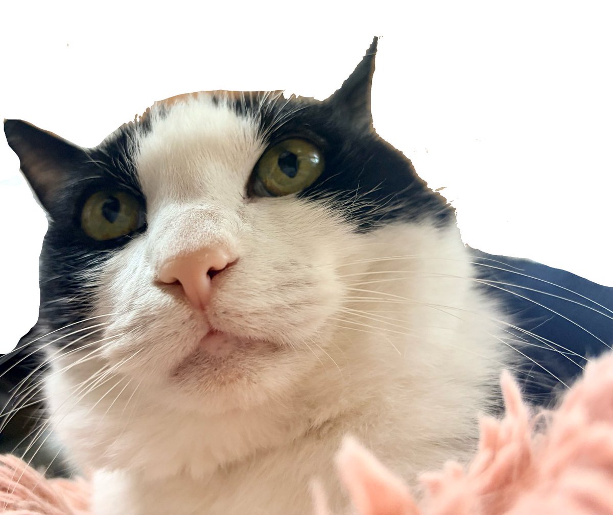 のなか海　書籍発売😽 tweet media