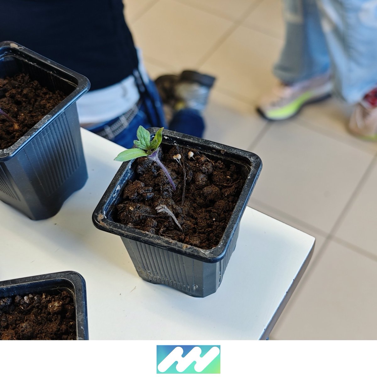 iPlantMicro Lab tweet media