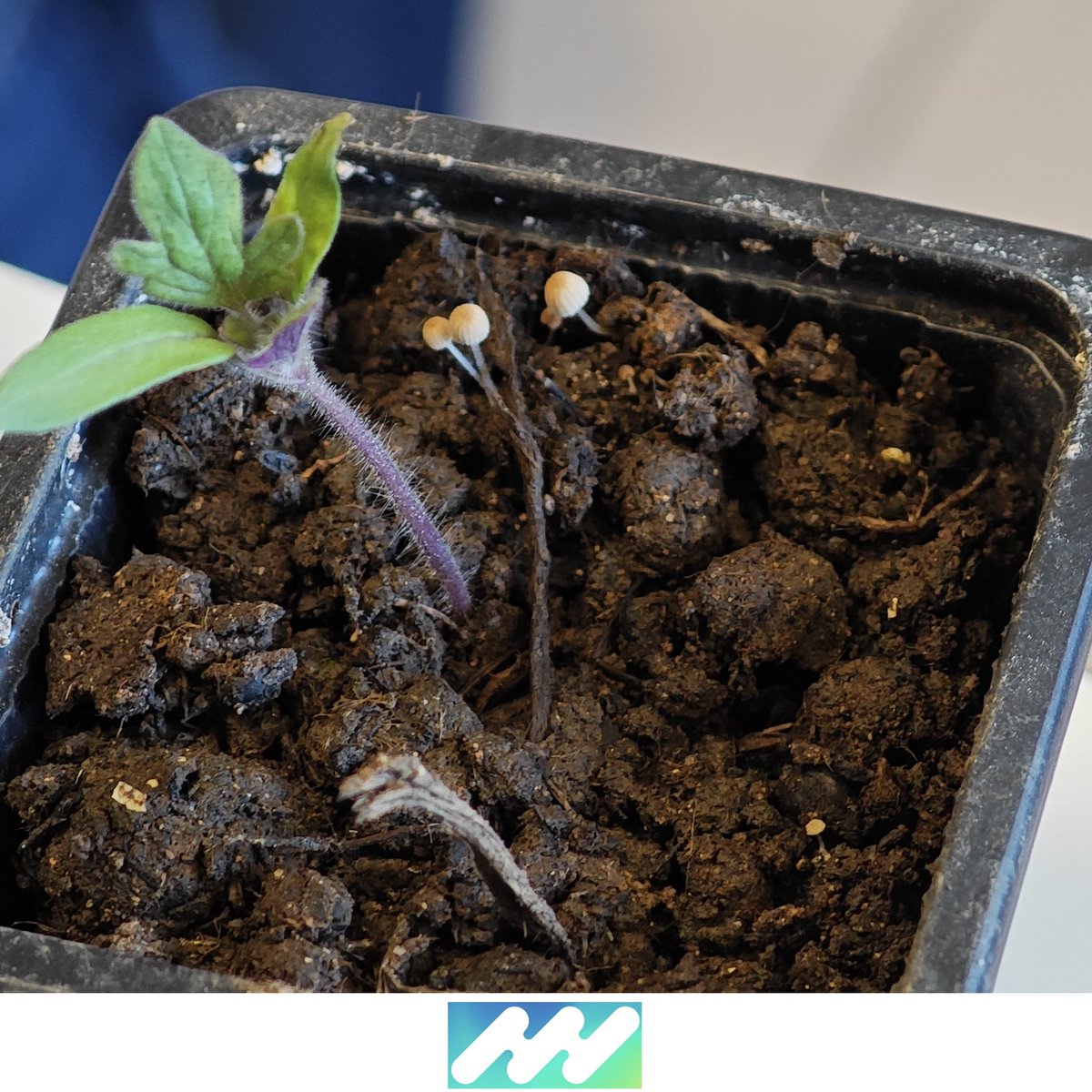 iPlantMicro Lab tweet media