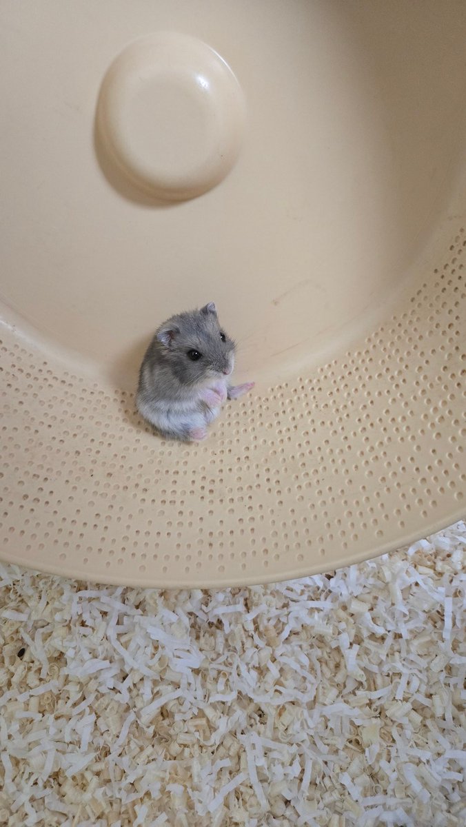 퇴근 후 마주친 광경4
(어느집 햄스터가 이러고 앉아있지ㅋㅋㅋ)