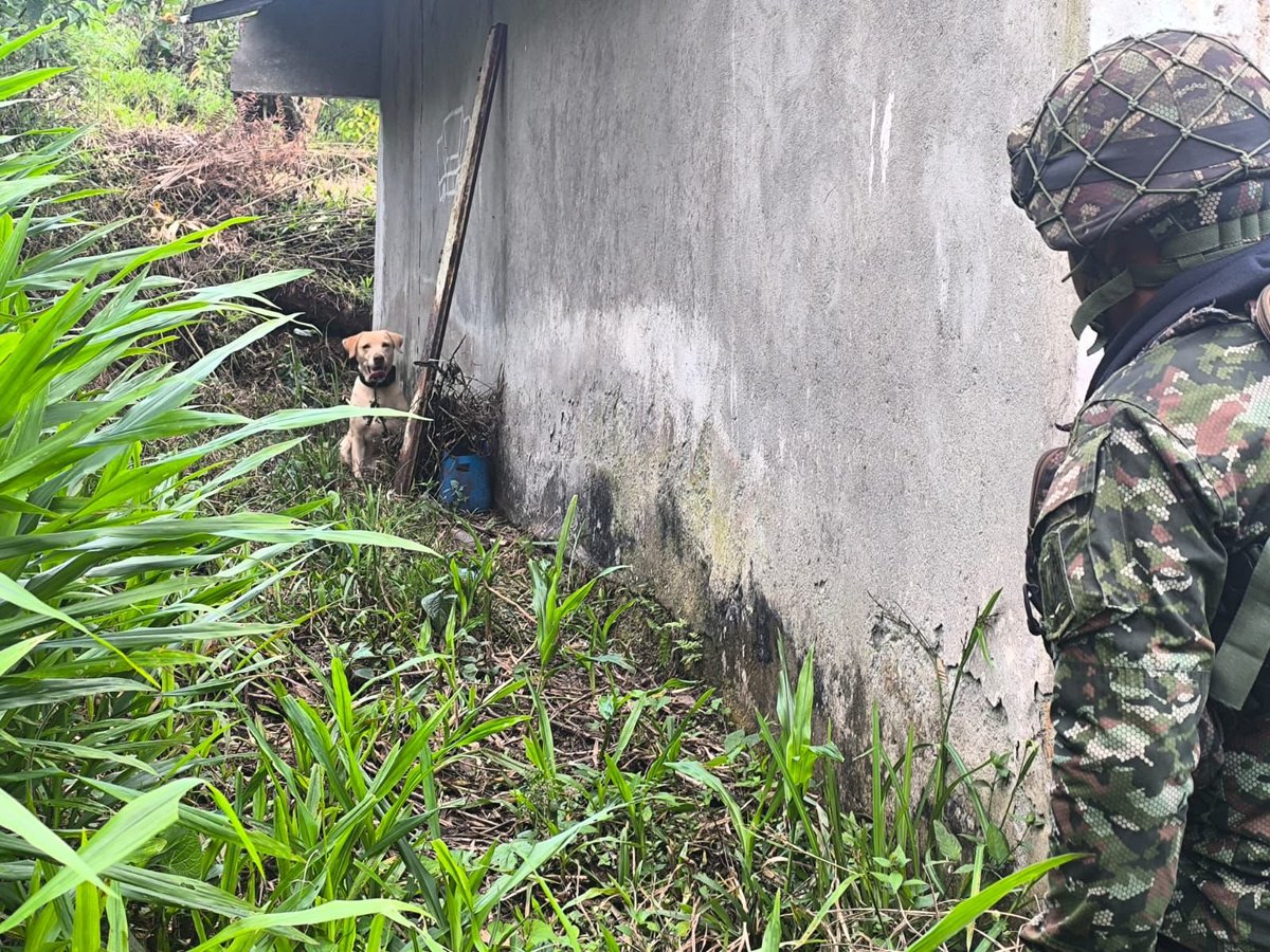 Ejercito_Div7's tweet photo. En la vereda La Italia, municipio de San José del Palmar, #Chocó, tropas de la #Brigada15, mediante operaciones desarrolladas por el Batallón de Operaciones Terrestres N.º 25, ubicaron y posteriormente destruyeron de manera controlada un depósito ilegal perteneciente al grupo armado organizado ELN.

Durante el procedimiento se logró la incautación de material de guerra, correspondiente a una granada de mano, dos proveedores para fusil calibre 7,62 mm y cuatro proveedores para fusil calibre 5,56 mm.

Este resultado operacional, que afecta directamente al frente Ernesto Che Guevara del GAO ELN, permite neutralizar posibles acciones terroristas contra la Fuerza Pública y la población civil, además de debilitar las capacidades logísticas de esta estructura criminal.

#PatriaHonorLealtad
#NuestroCompromisoEs🇨🇴