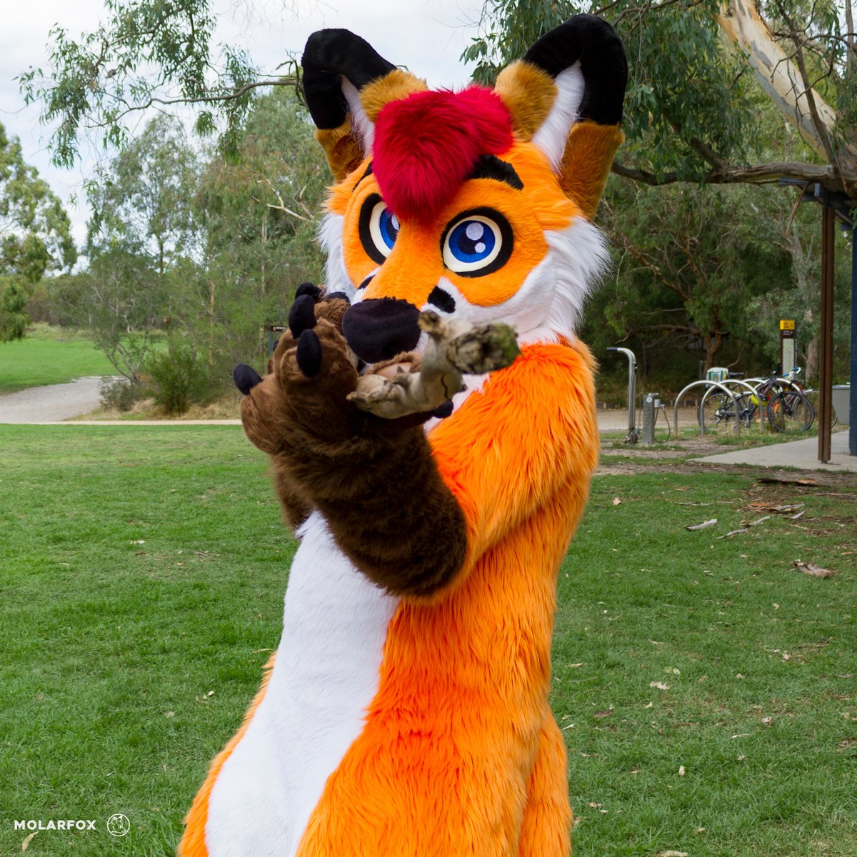 Colto Fox tweet media