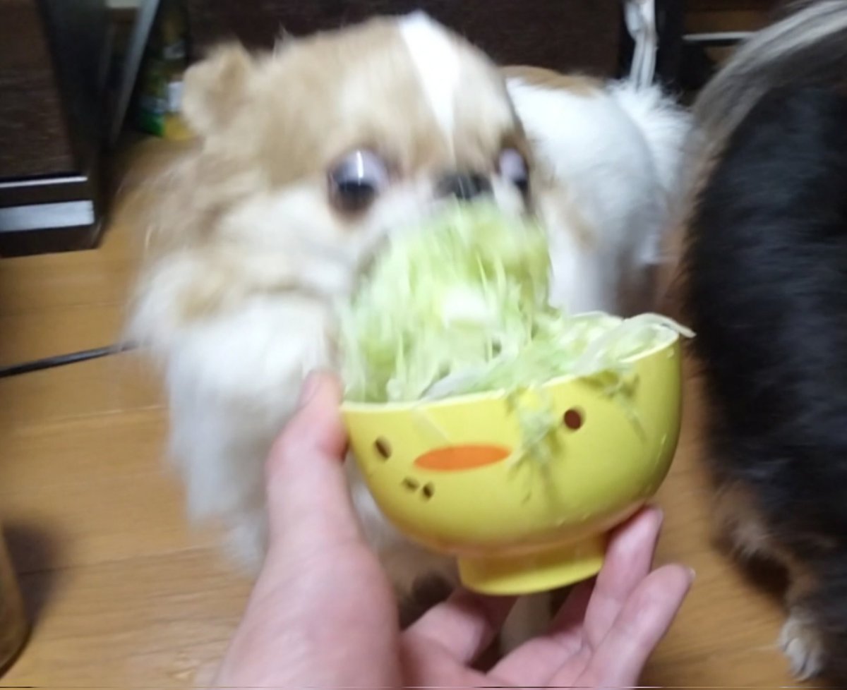 えちごやとちわわ tweet media