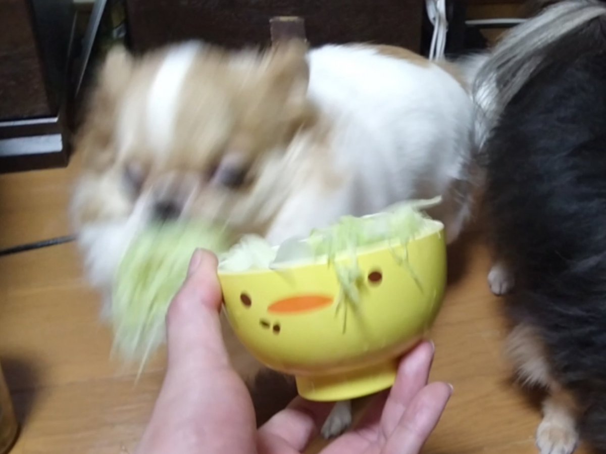 えちごやとちわわ tweet media