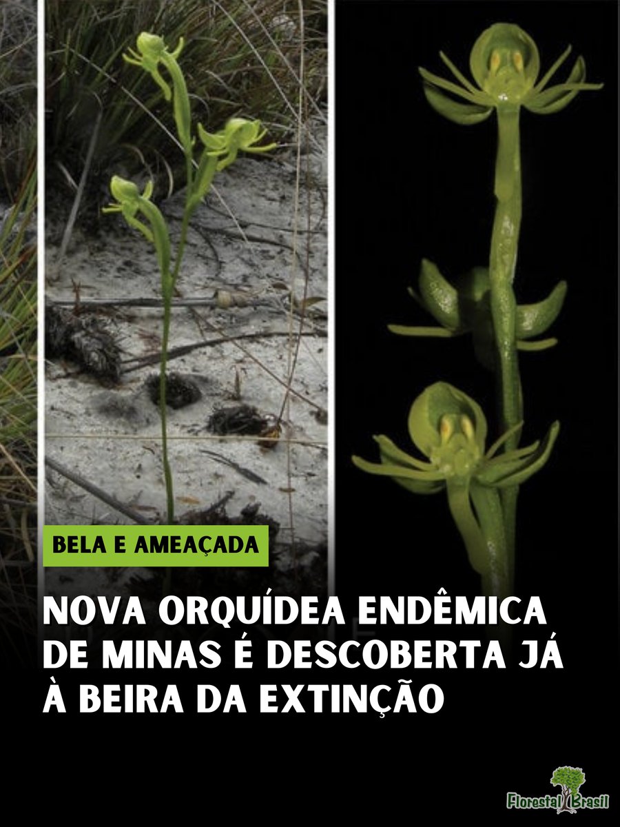Minas Geraisesconde tesouros botânicos que sobrevivem por um fio. Num estudo recém-publicado na revista científica Plant Ecology and Evolution, os botânicos da UFMG (Gabriela Cruz-Lustre e João Batista) descreveram oficialmente uma nova espécie de orquídea: a Habenaria
