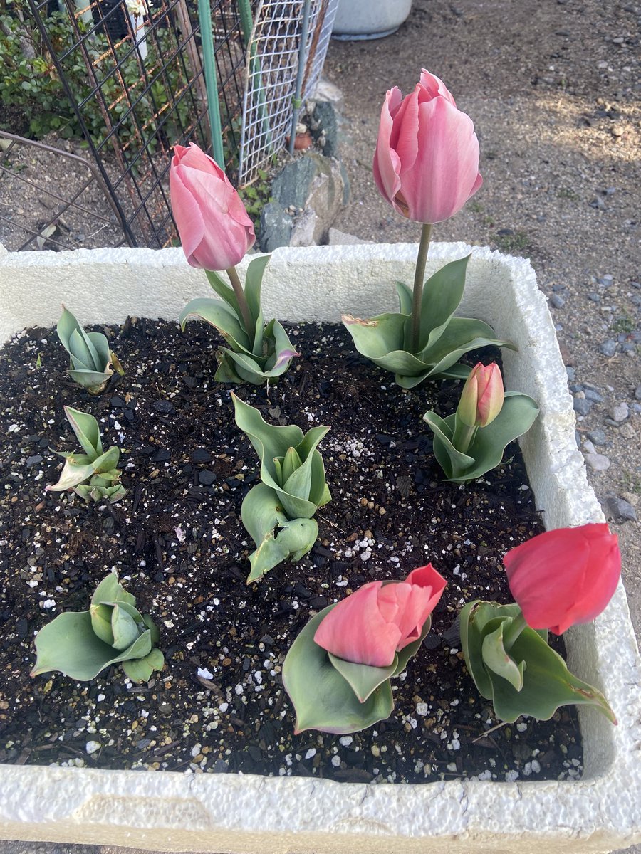 今日はこんな感じでした🌷

バテバテだから早く寝なくちゃ

で、ダラダラしてしまうの悪い癖😢