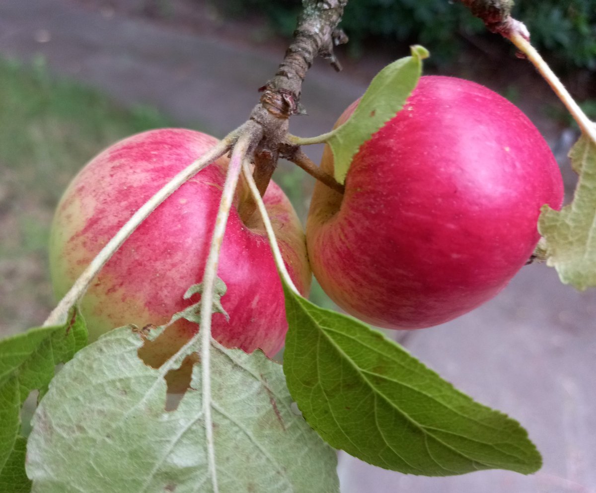 Karl-H. Schmelzinger tweet media