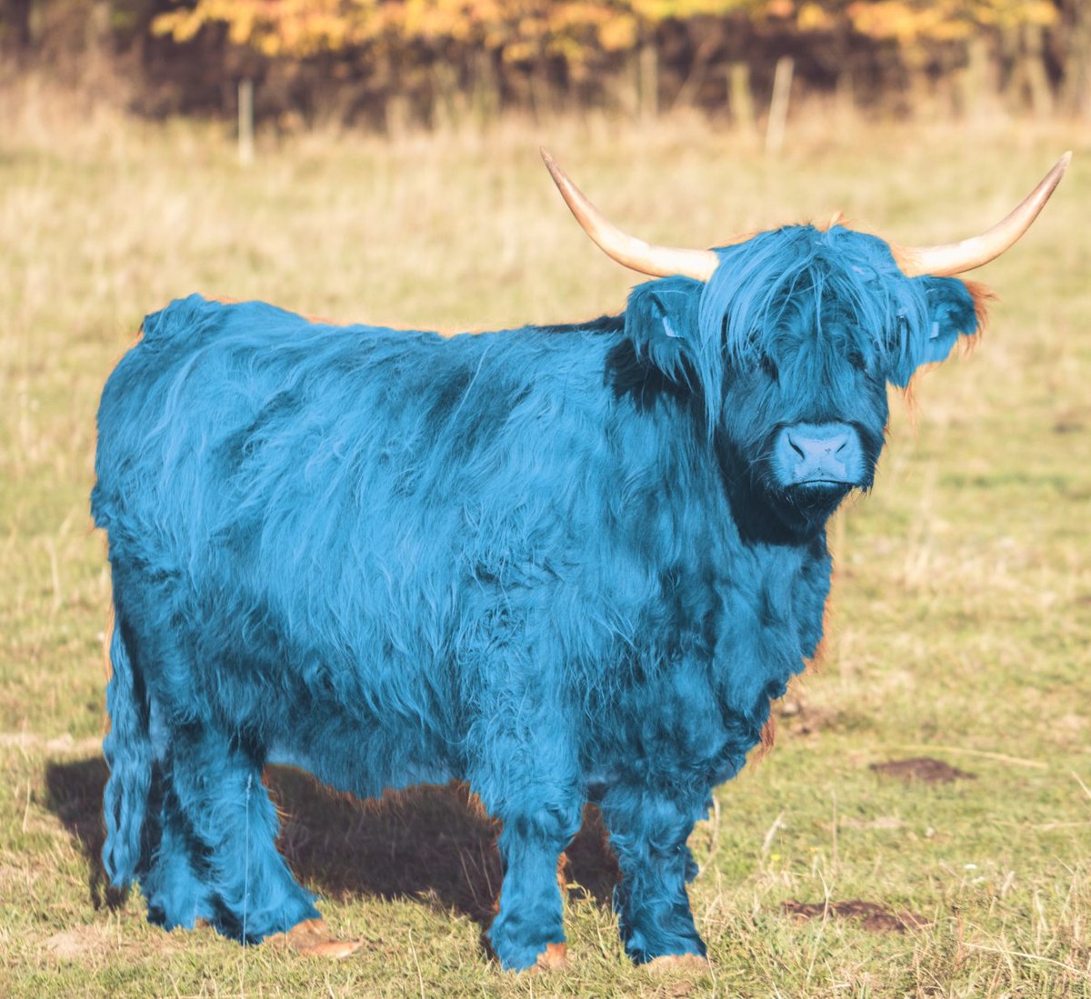 Bullion - Out now for Switch & Steam! tweet media