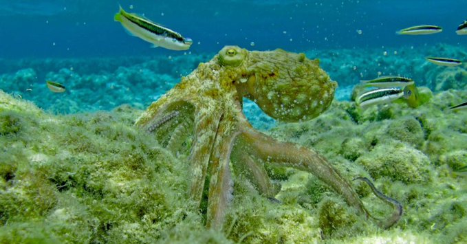 LIFE Intemares tweet media