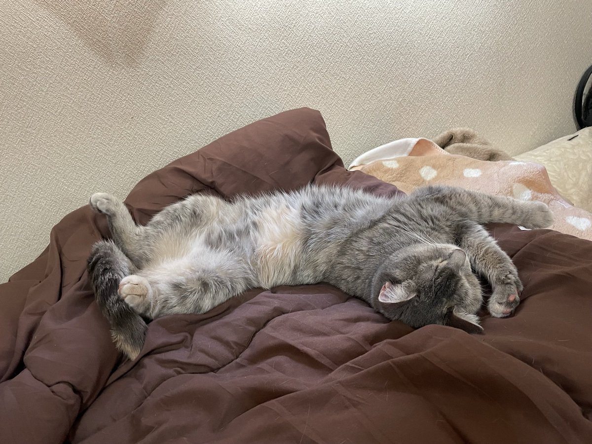 たりま姫 tweet media