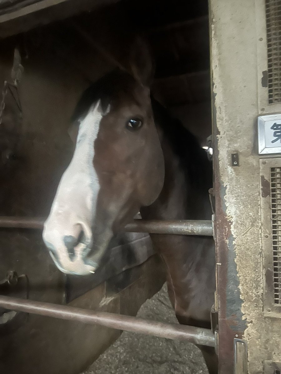 としまる tweet media