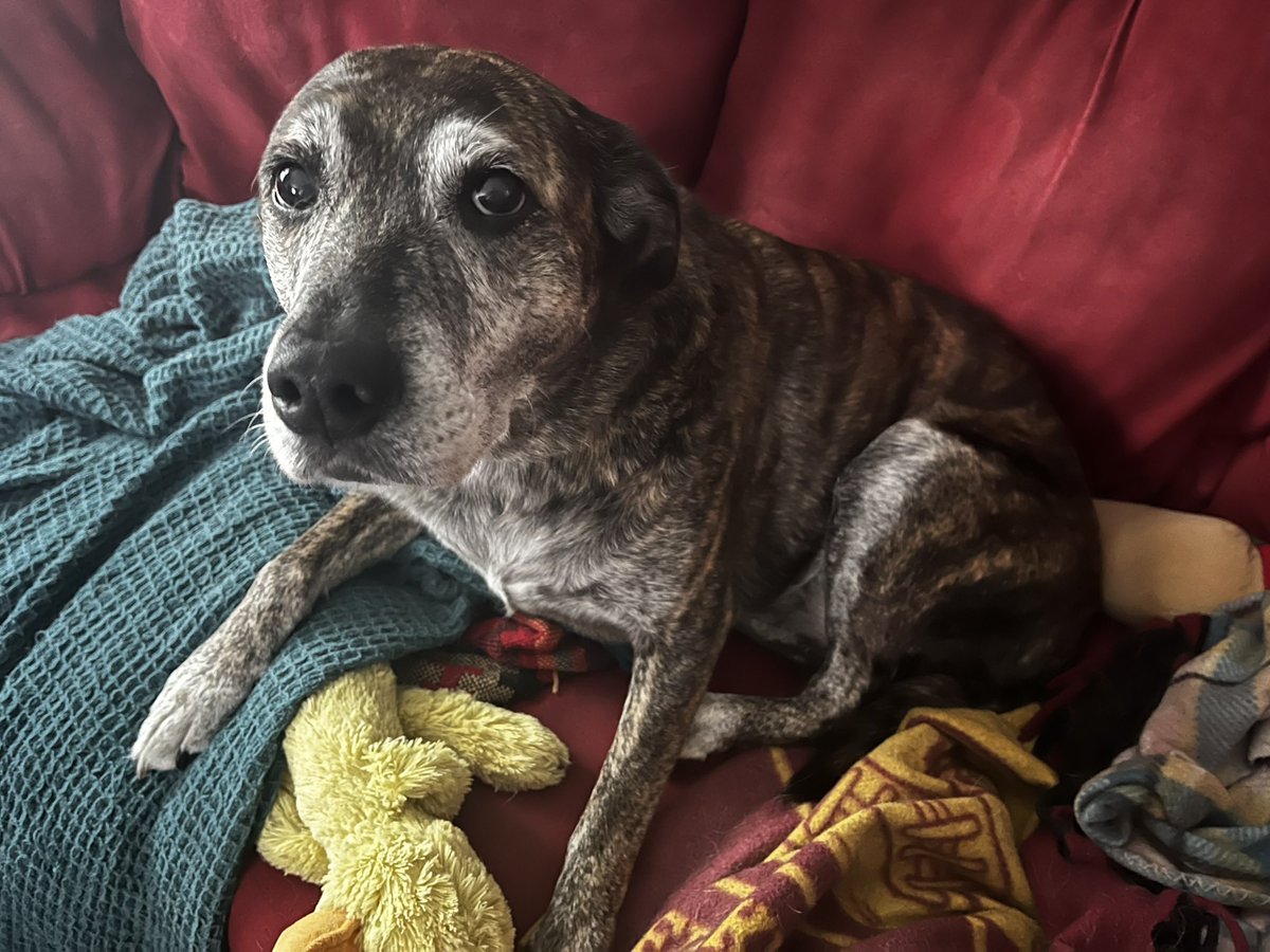 Potato Jolson tweet media