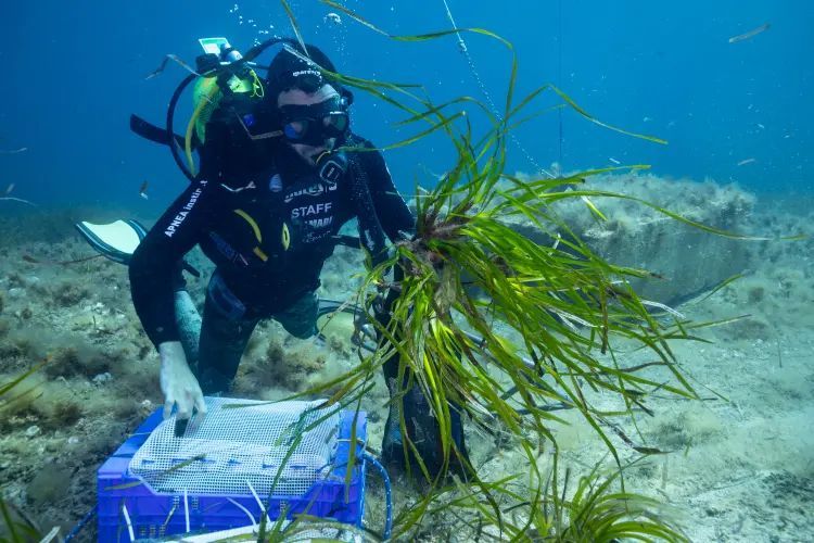 MSC Group tweet media