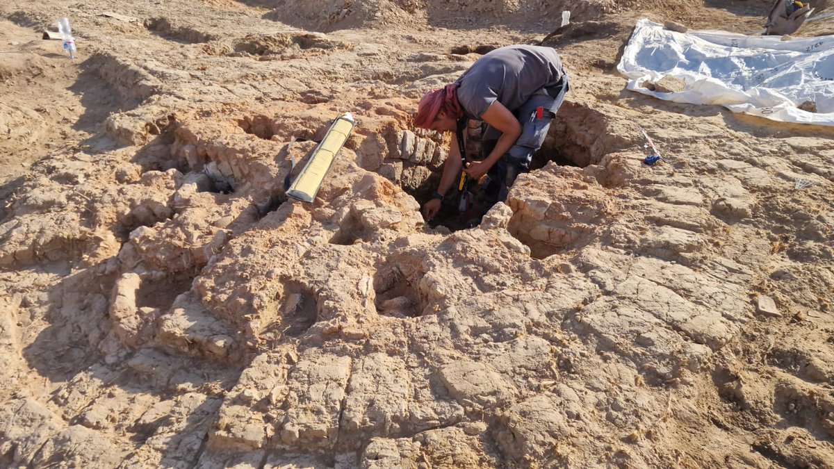 Eveha International tweet media