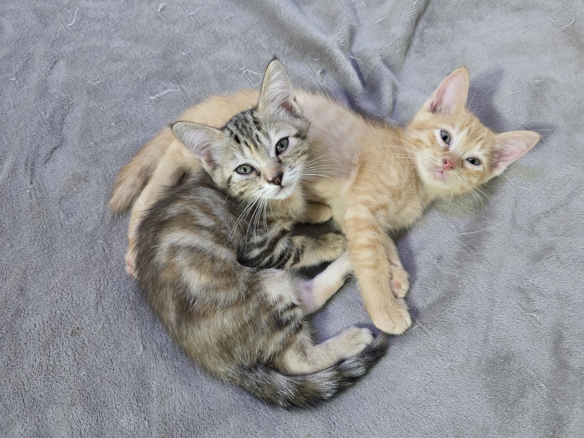 แมวทองมี กวีพเนจร tweet media