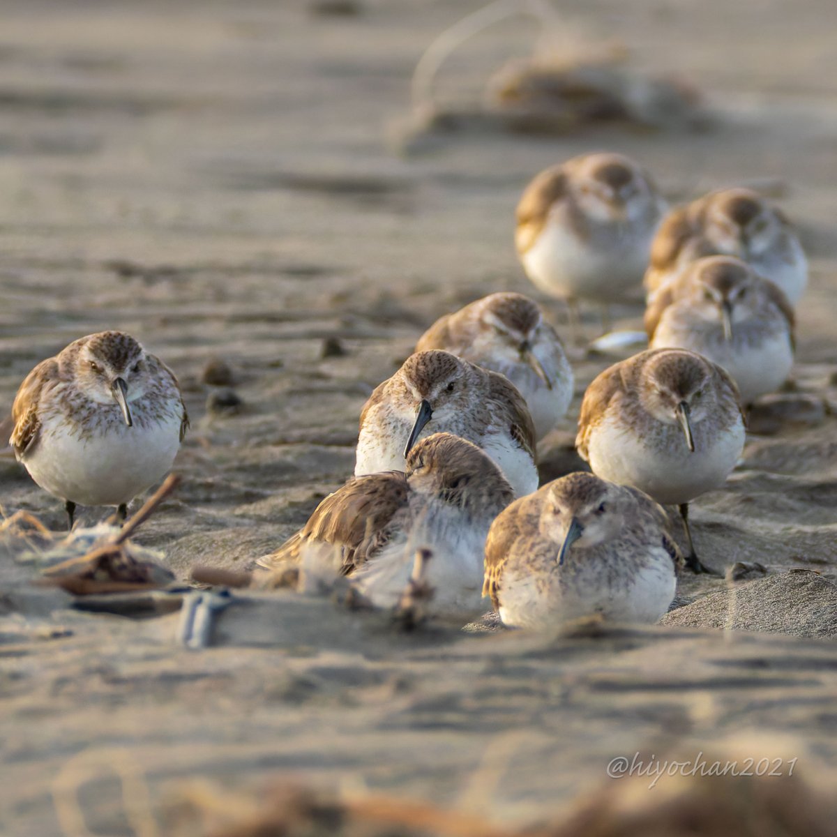 hiyochan2021's tweet image. 砂浜で眠っていたハマシギの群れ
まるくてかわいい
保護色で、気付かずに近づいてしまいました
#ハマシギ 3月11日撮影
#とりまるいね