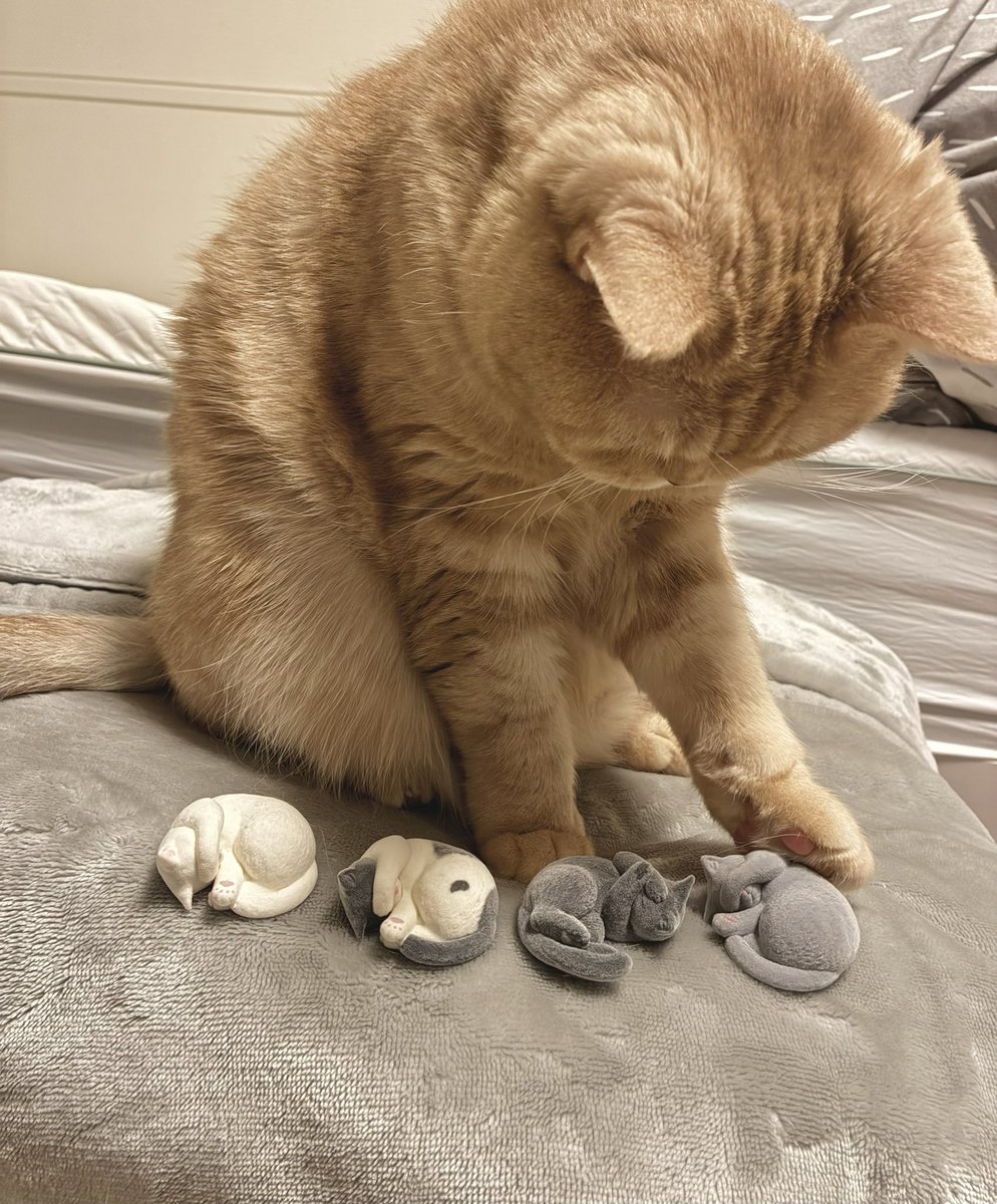 はぐれめちゃ tweet media