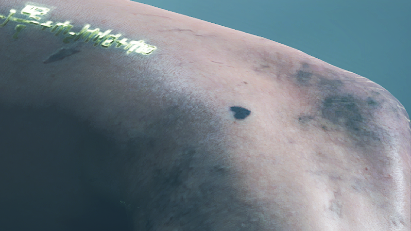 杉の木 tweet media