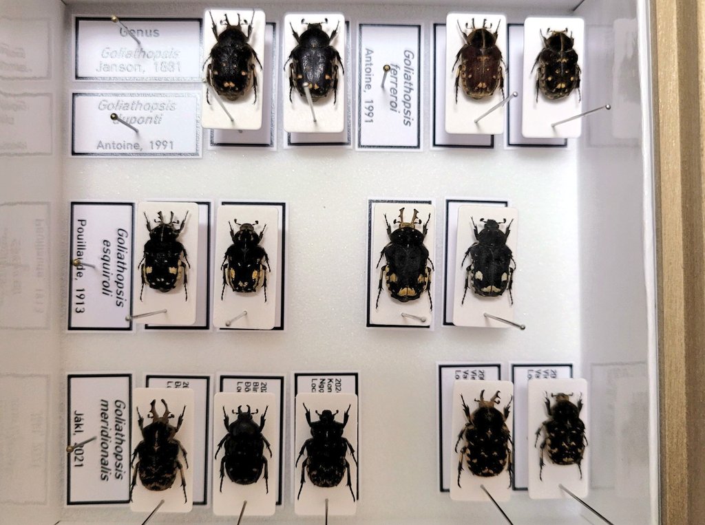 coll.col tweet media