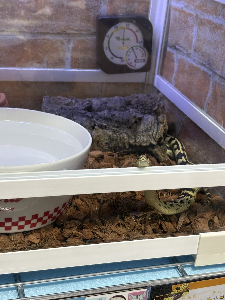 モロッコヨーグルト tweet media