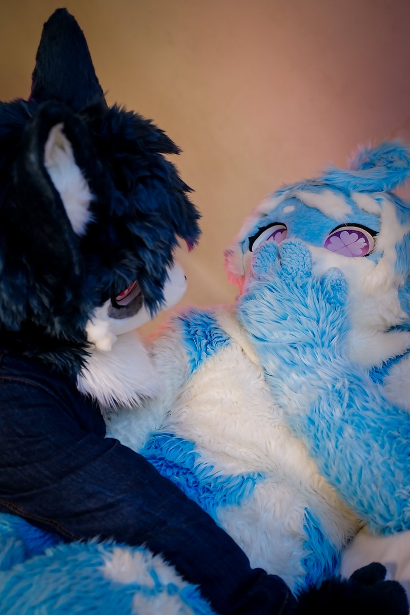 Compass Cat/argo tweet media