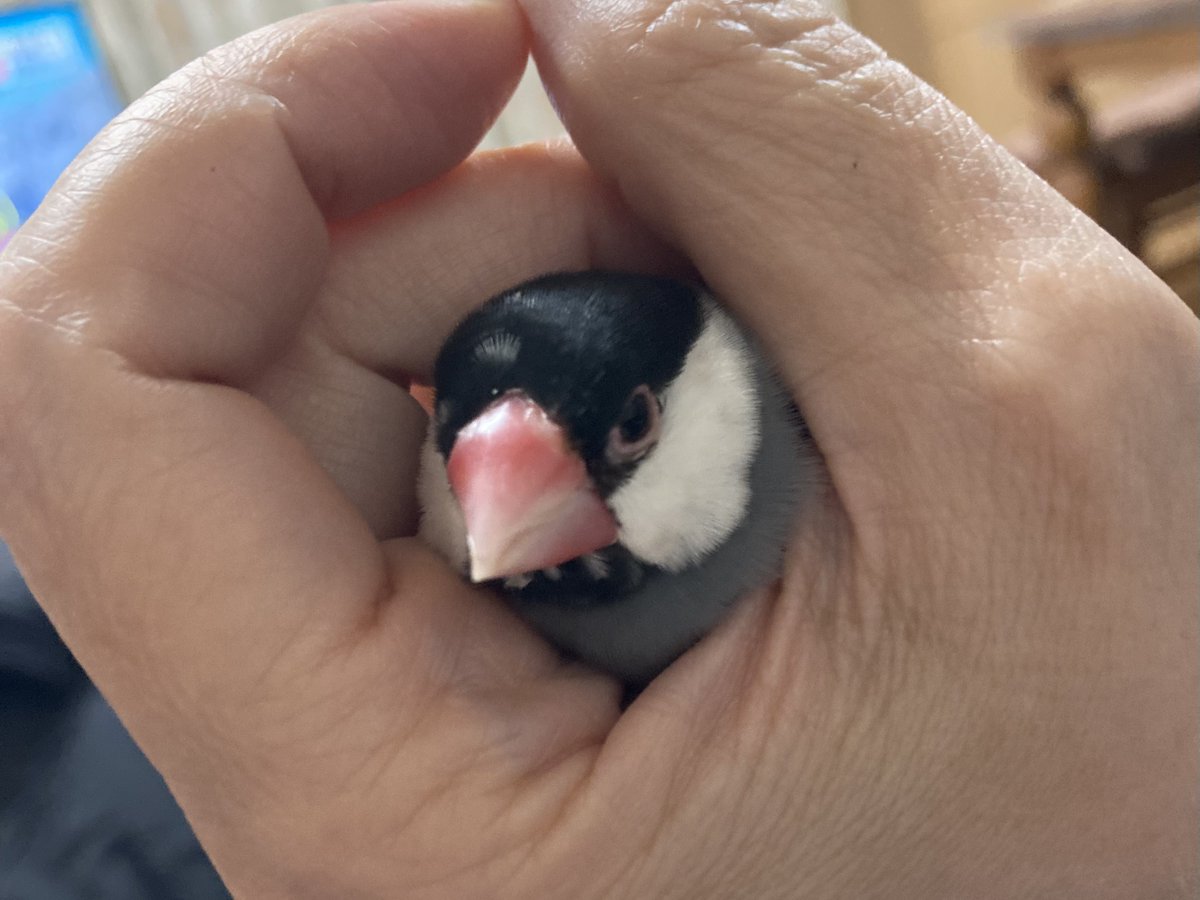 ブキータバーニング tweet media