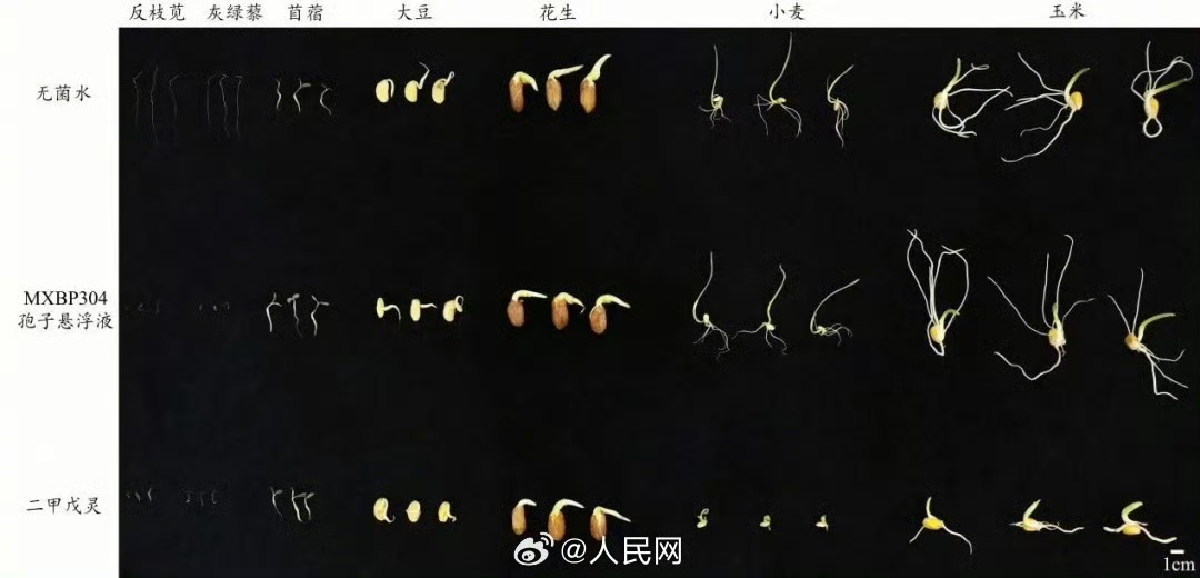 DailyBeijing's tweet image. 中国科学家发现“零污染”微生物除草剂
Chinese researchers have discovered a new microbial #herbicide that can control weeds without polluting the environment while also supporting crop growth, offering a potential alternative to conventional chemical herbicides. #China
The
