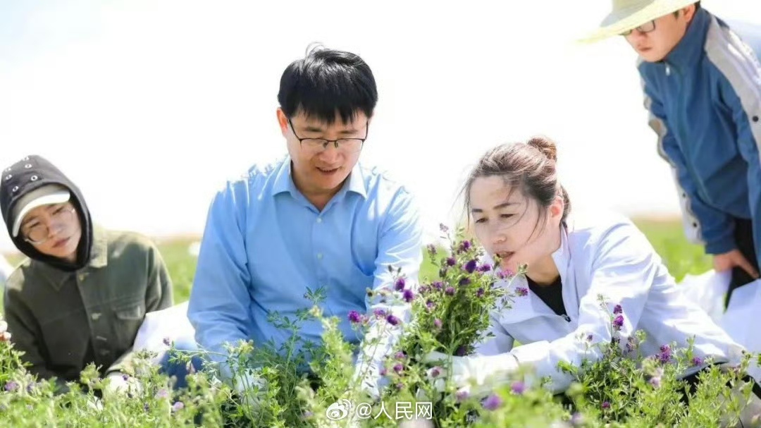 DailyBeijing's tweet image. 中国科学家发现“零污染”微生物除草剂
Chinese researchers have discovered a new microbial #herbicide that can control weeds without polluting the environment while also supporting crop growth, offering a potential alternative to conventional chemical herbicides. #China
The