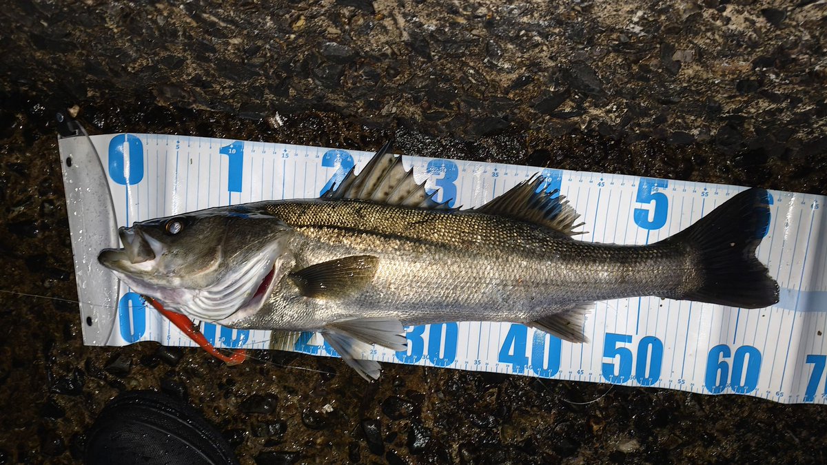 橘井茜@釣りする人 tweet media