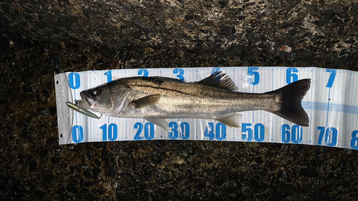 橘井茜@釣りする人 tweet media